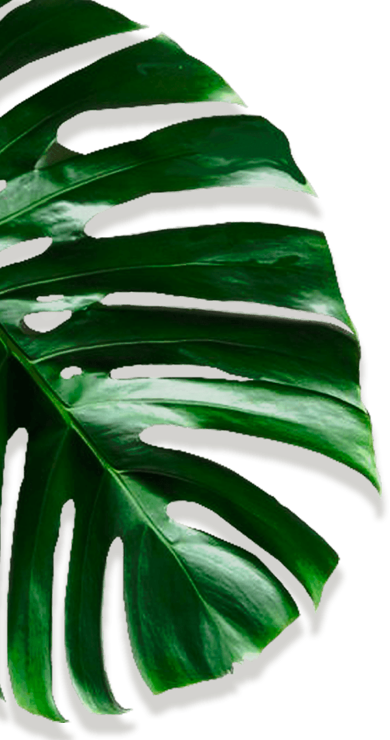 Movadex design agency green monstera leaf decoration 1