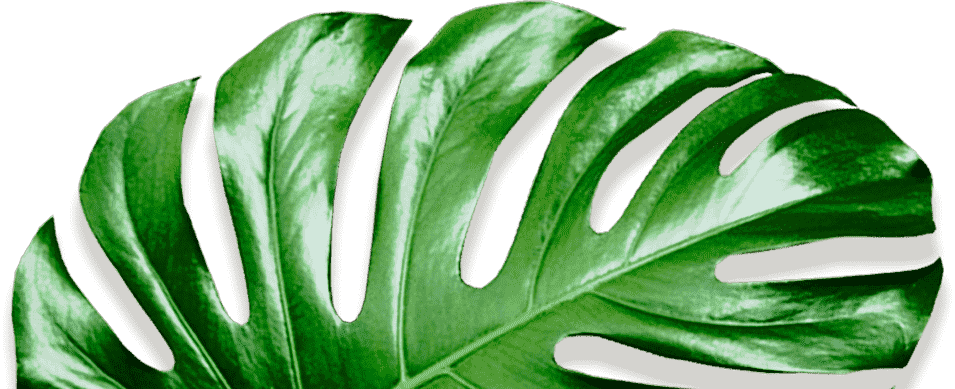 Movadex design agency green monstera leaf decoration 2