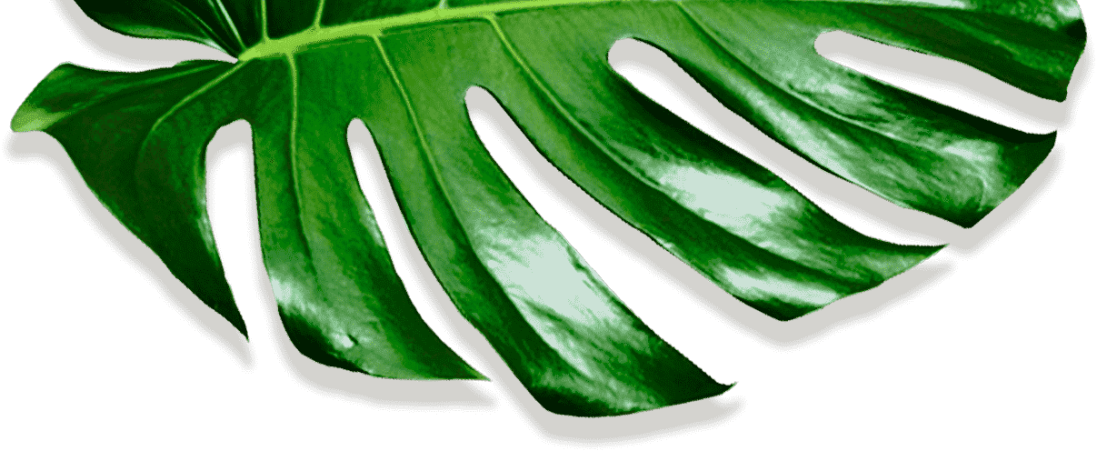 Movadex design agency green monstera leaf decoration 5